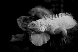 inurlを使ったSEO対策における効果的な活用法は？