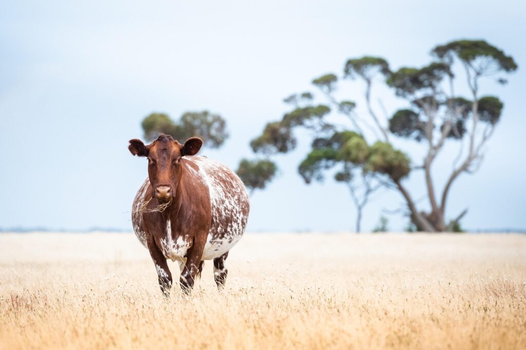 産後授乳中でもできる効果的なダイエット法は？